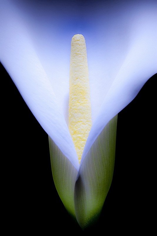 Another Calla View ...