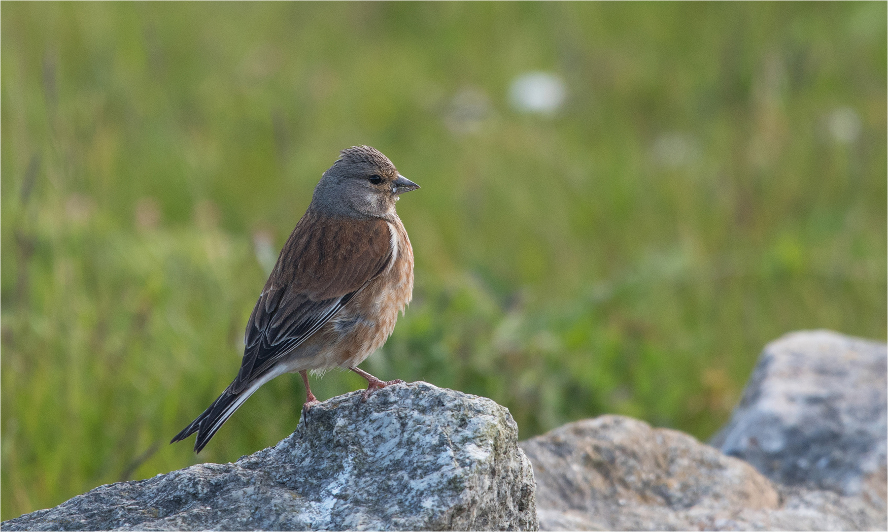 Another Common Linnet