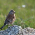 Another Common Linnet