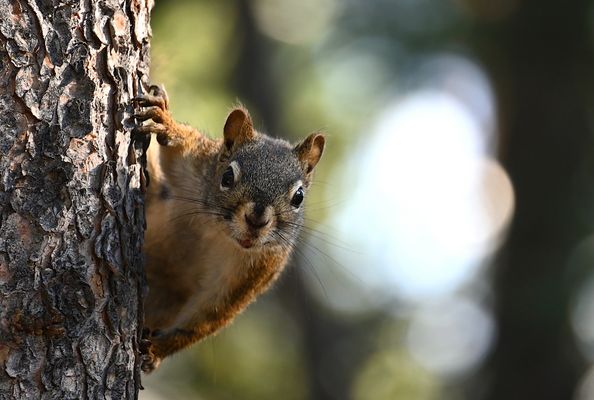 another curious character 