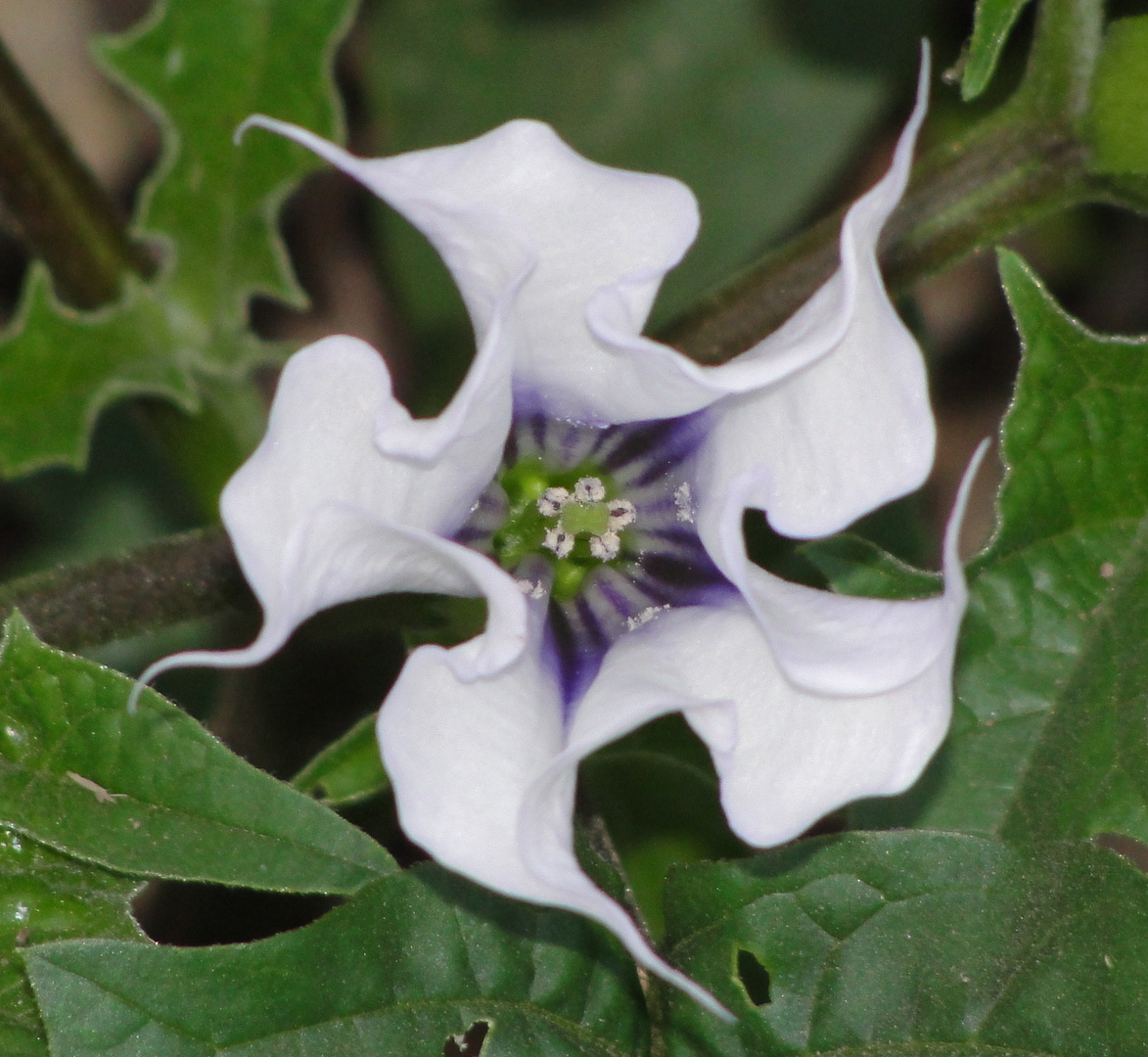 Another Datura