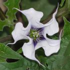 Another Datura