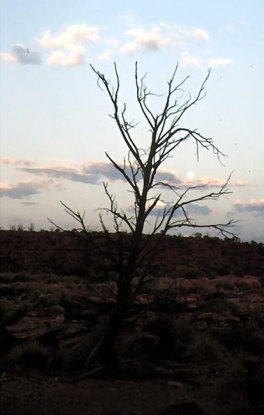 Another dead tree