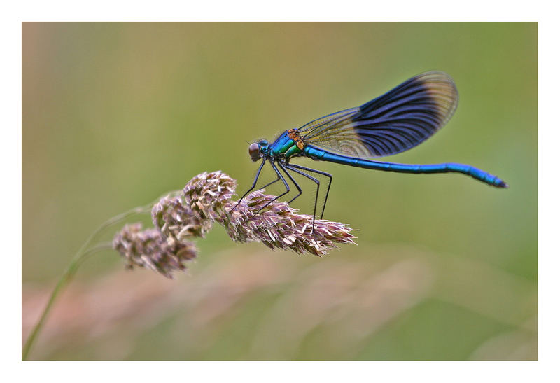 Another dragonfly