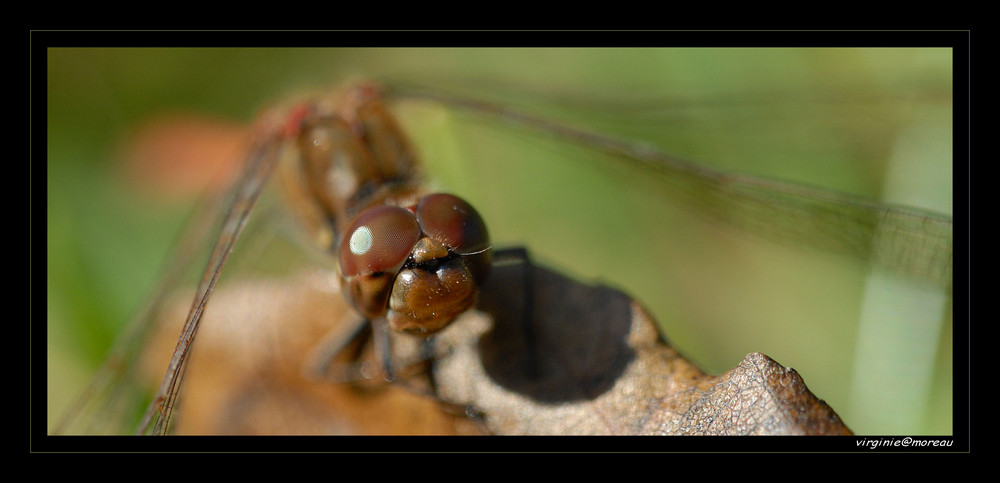 Another dragonfly