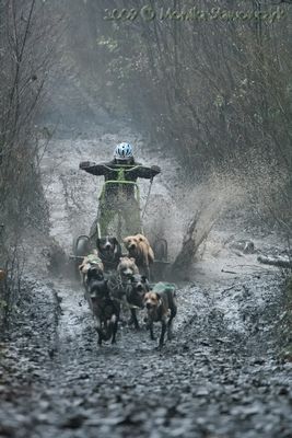 Another "dryland" season race in sleddogsport