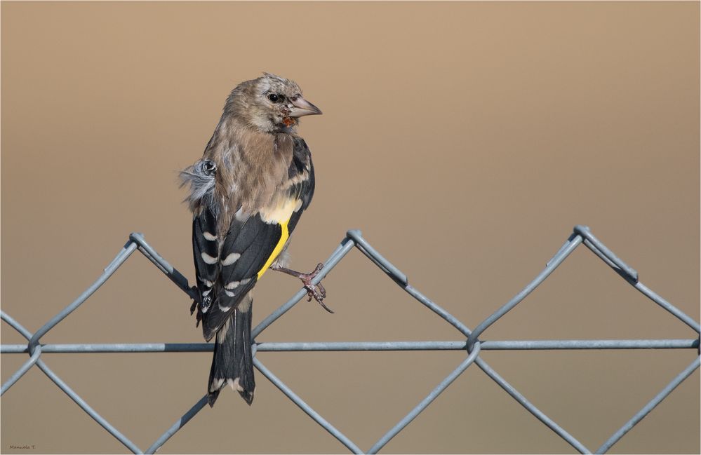 Another fence guest....