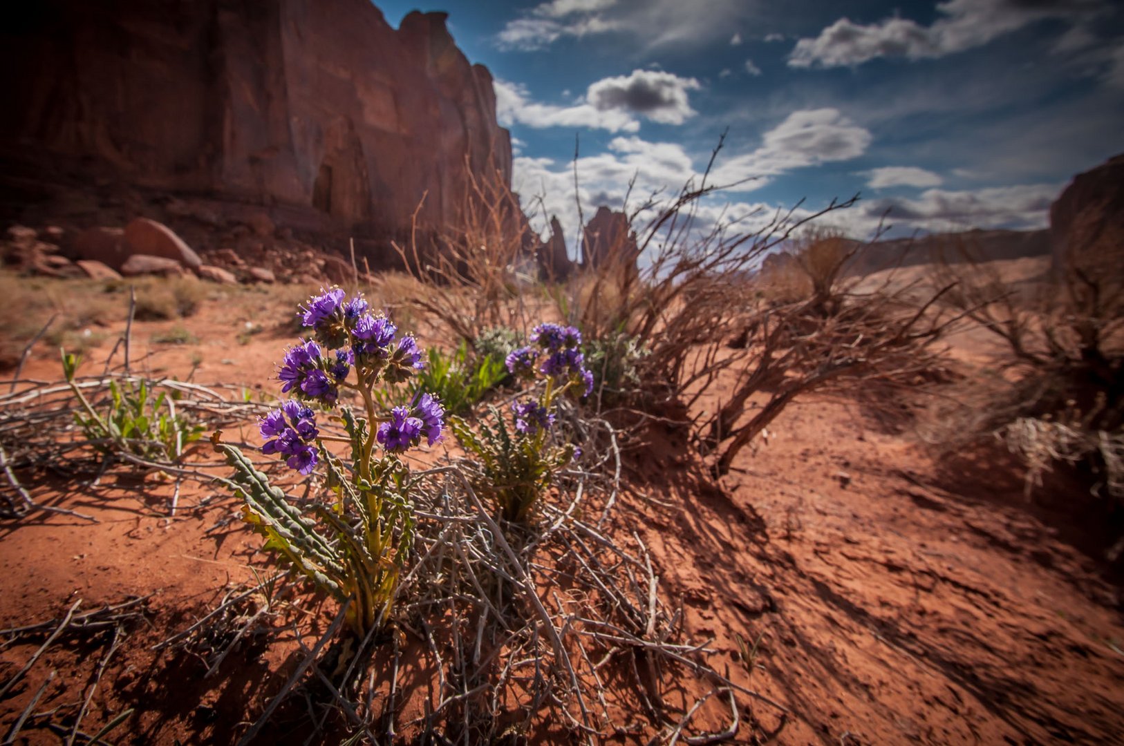 Another Flower in the Monument Valley