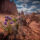 Another Flower in the Monument Valley