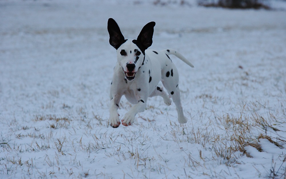 ...another flying Dalmatian