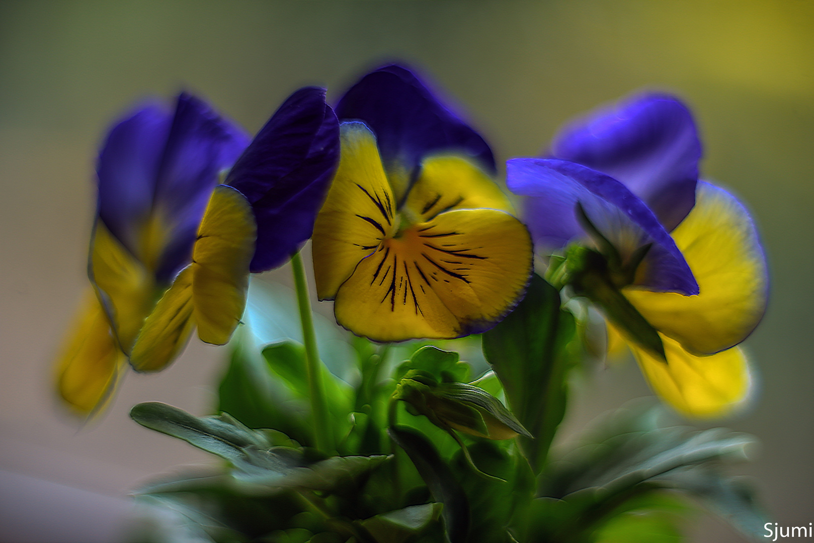 Another garden pansies