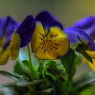 Another garden pansies