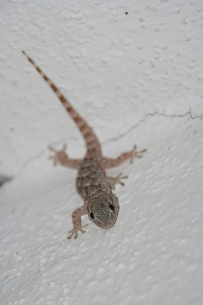 Another "Geko" on The Wall