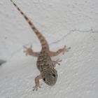 Another "Geko" on The Wall