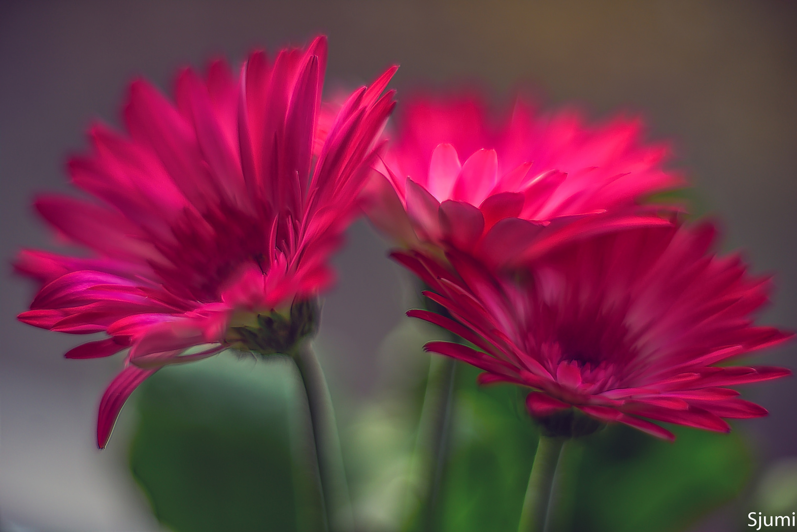 Another gerbera dream