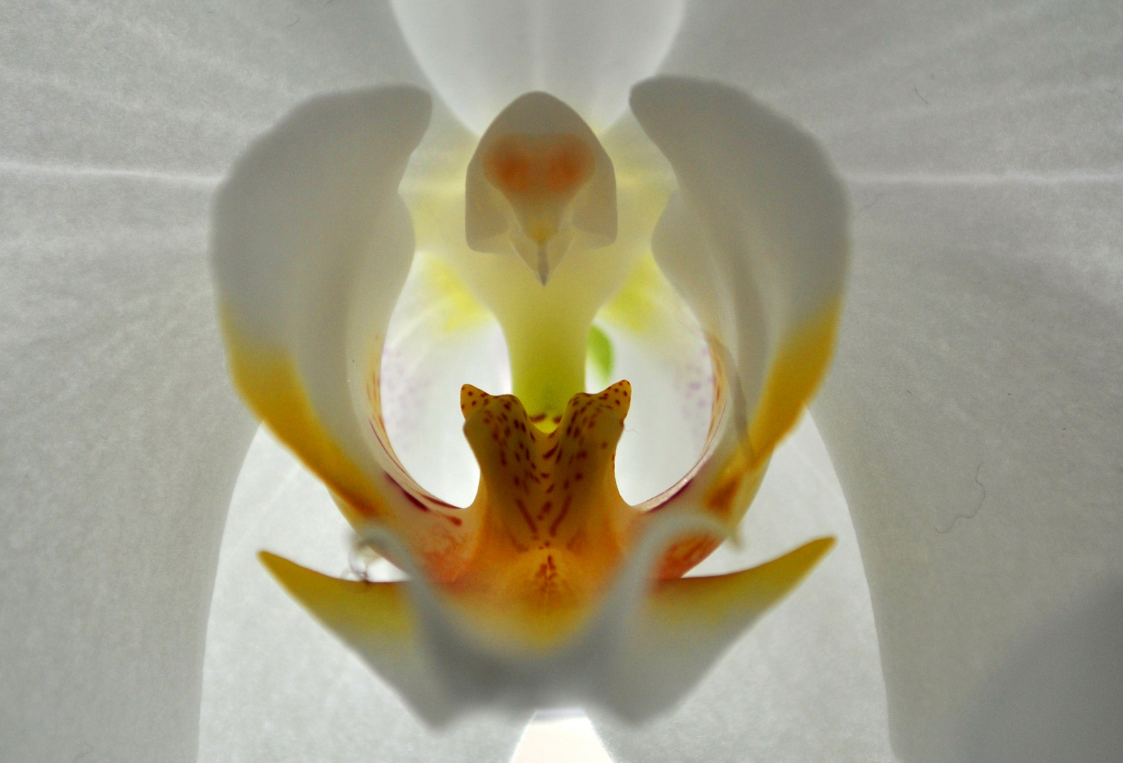 another hidden Fairy in an Orchid Flower...