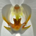 another hidden Fairy in an Orchid Flower...