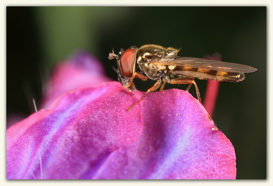 Another Hoverfly