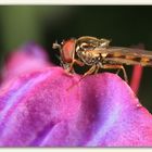 Another Hoverfly