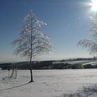 another ice-tree