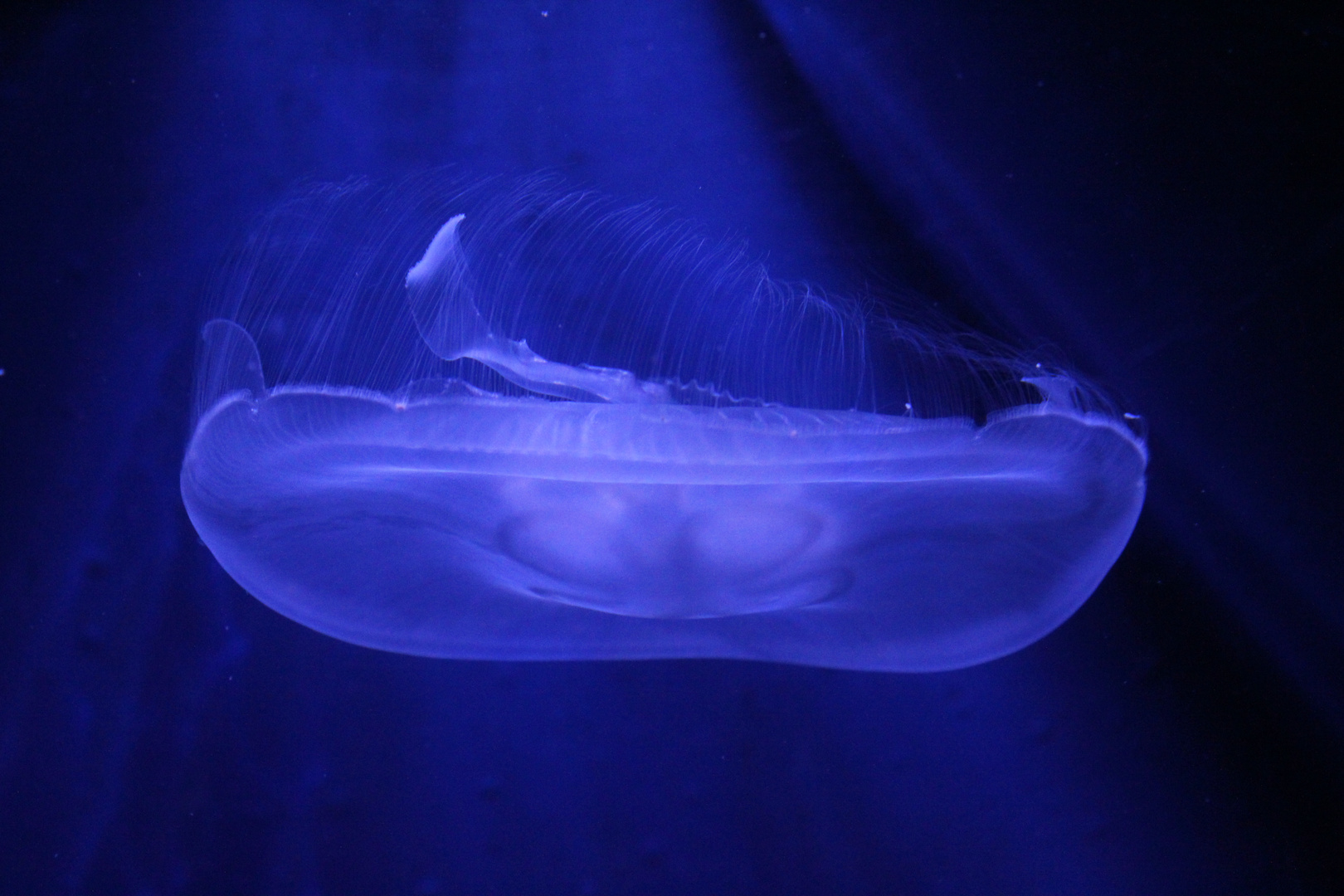 Another Jelly-Fish