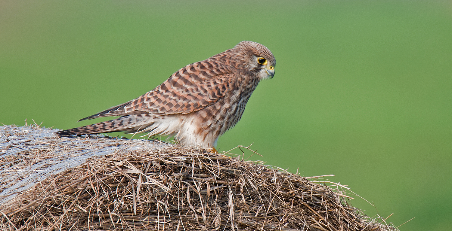 Another kestrel