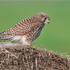 Another kestrel