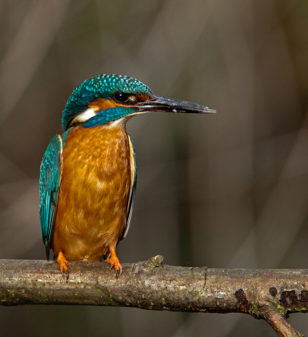 another kingfisher