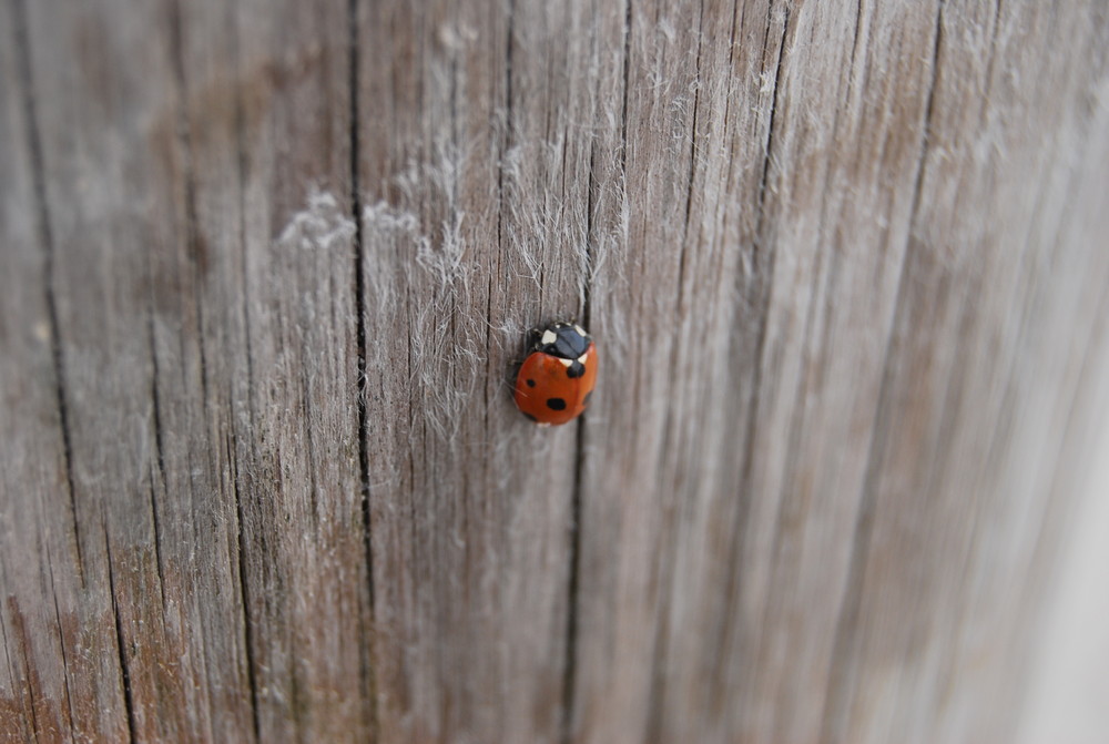 another lady bug