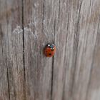 another lady bug