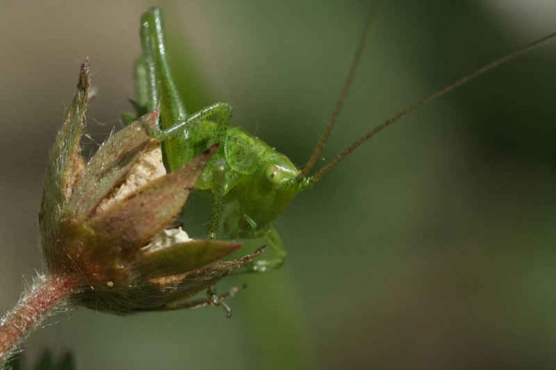 another larve of Ensifera