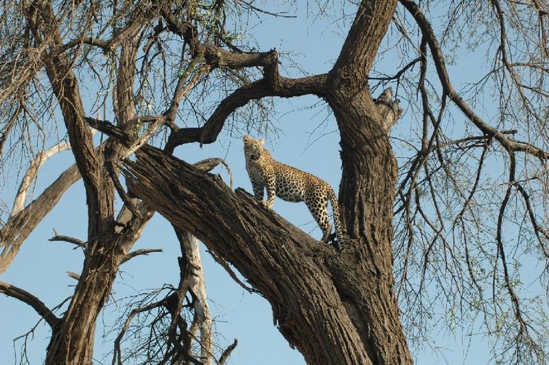 another Leopard in Samburu - Kenya