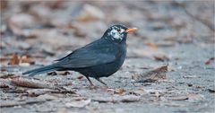 Another leucistic blackbird