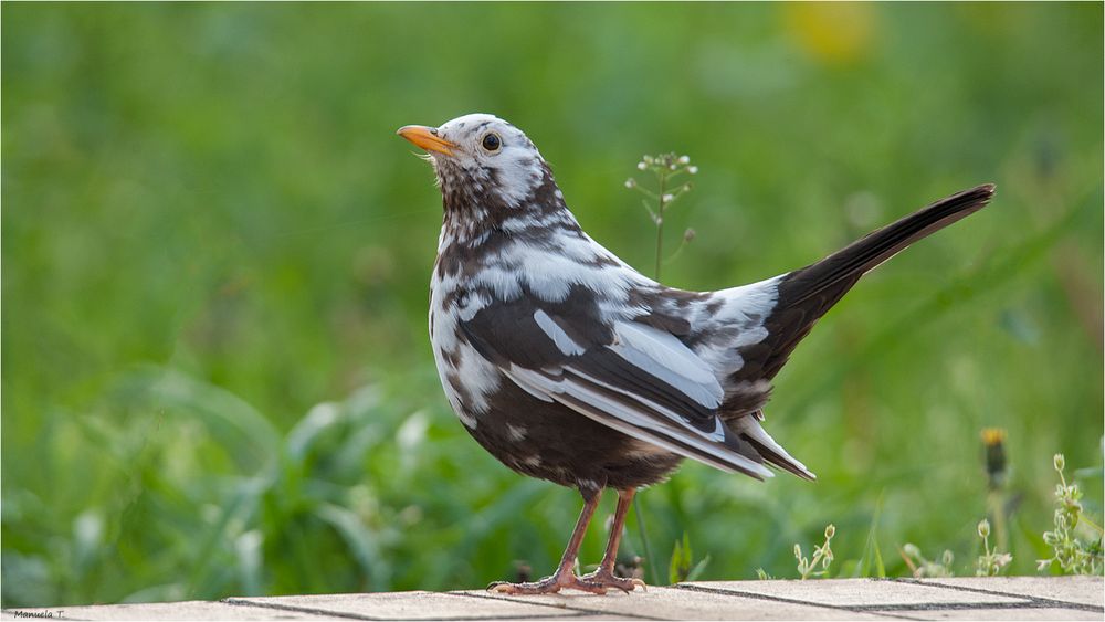 Another  leucistic blackbird  