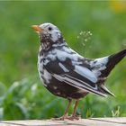 Another  leucistic blackbird  