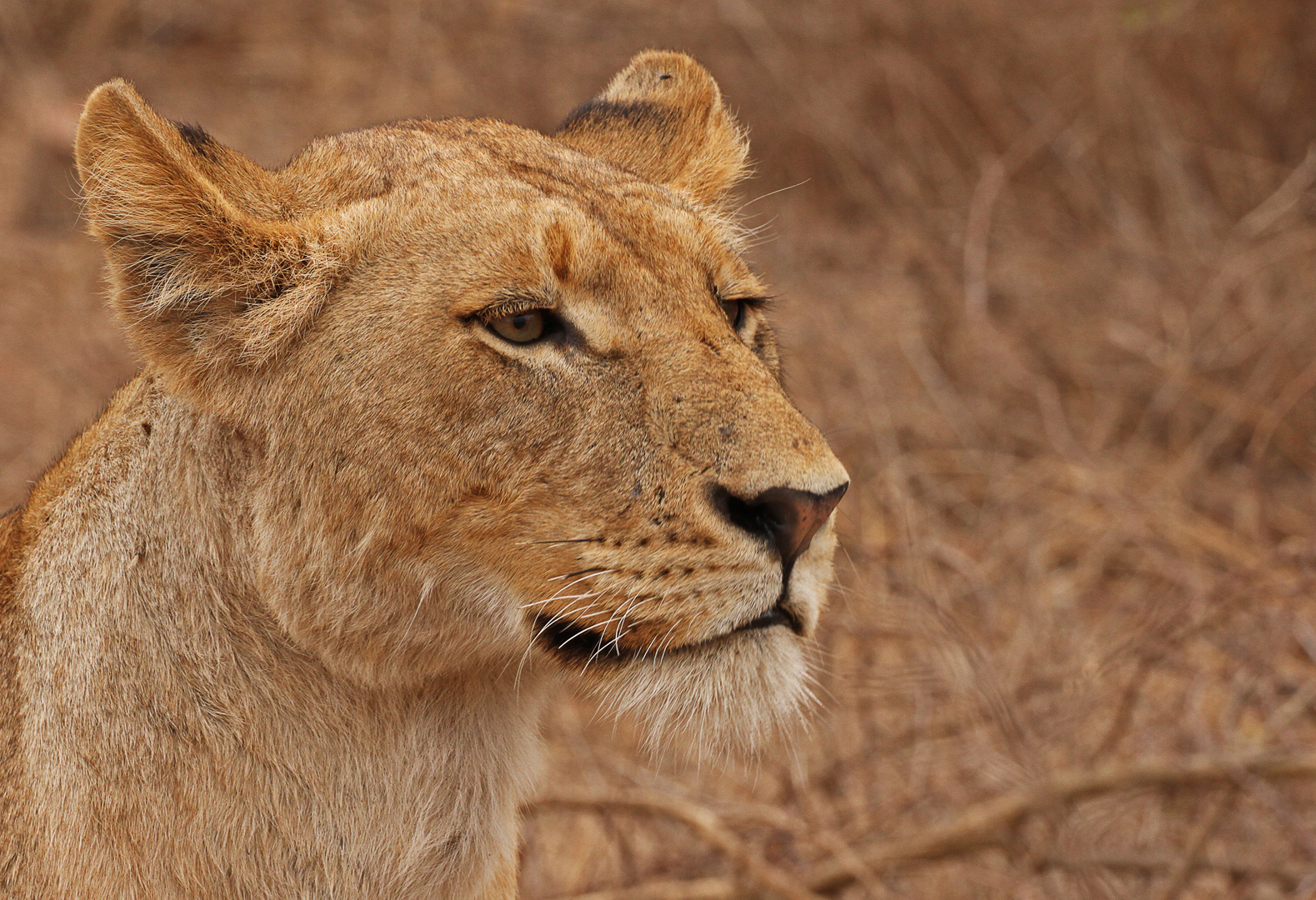 Another lioness portrait