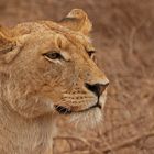 Another lioness portrait