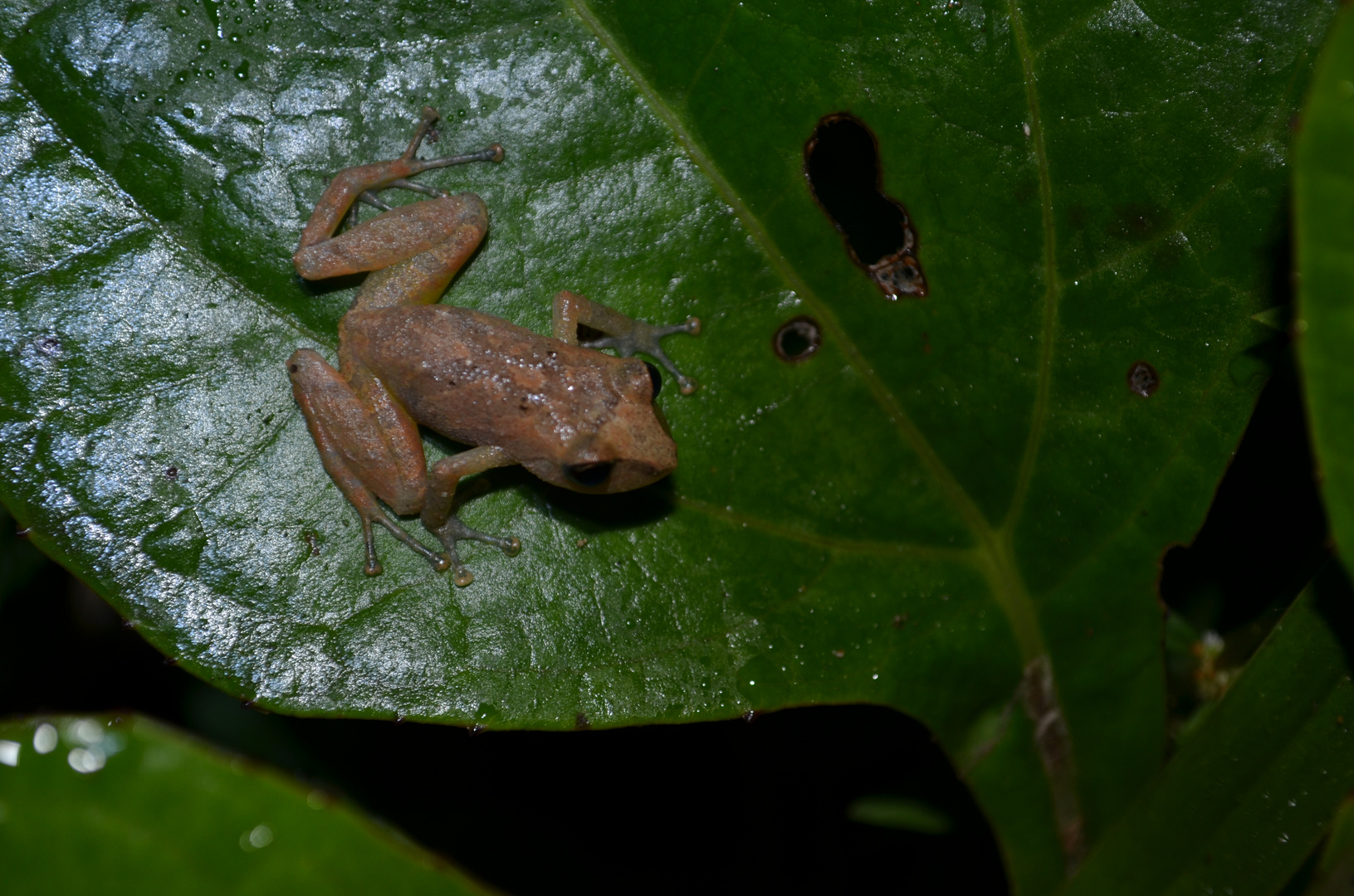 Another little frog