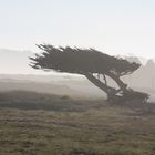 another lone cypress on 17-mile-drive