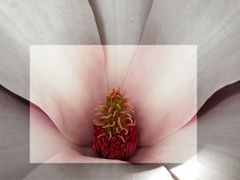 another magnolia