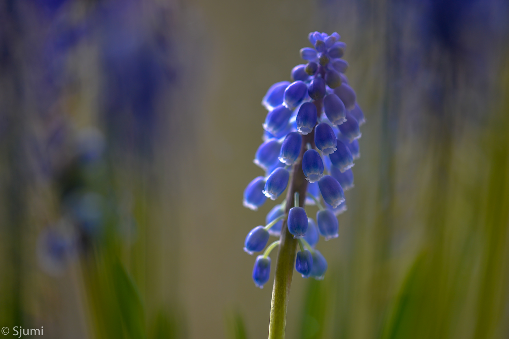 Another muscari