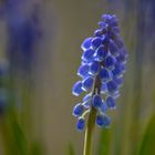 Another muscari