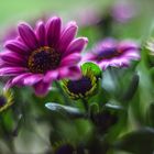 Another osteospermum