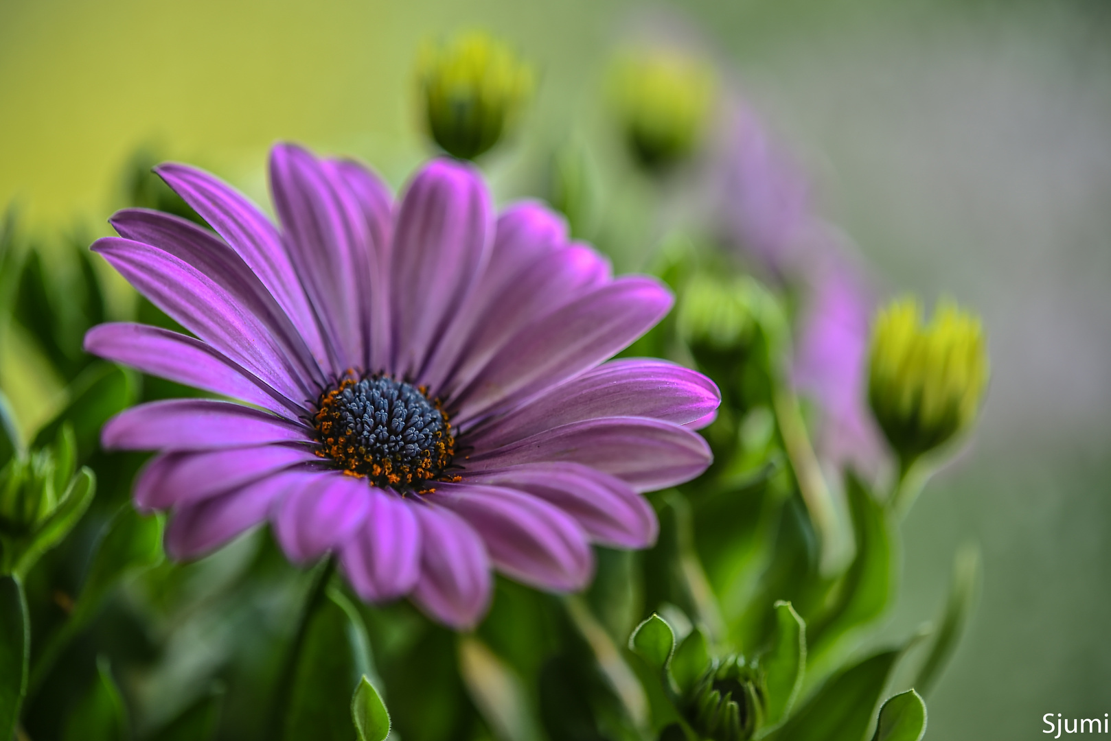 Another Osteospermum