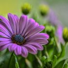 Another Osteospermum