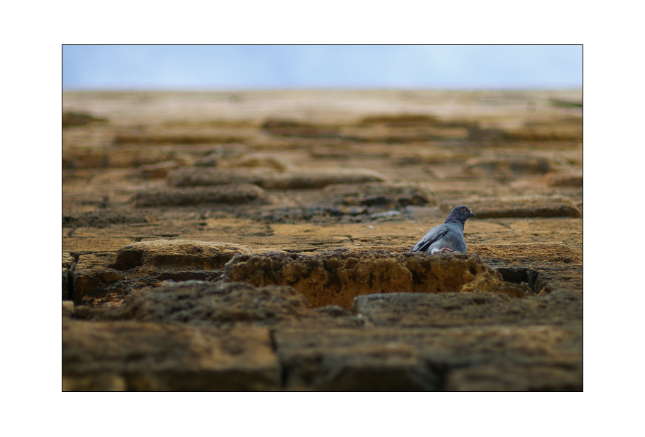 another pigeon' the wall