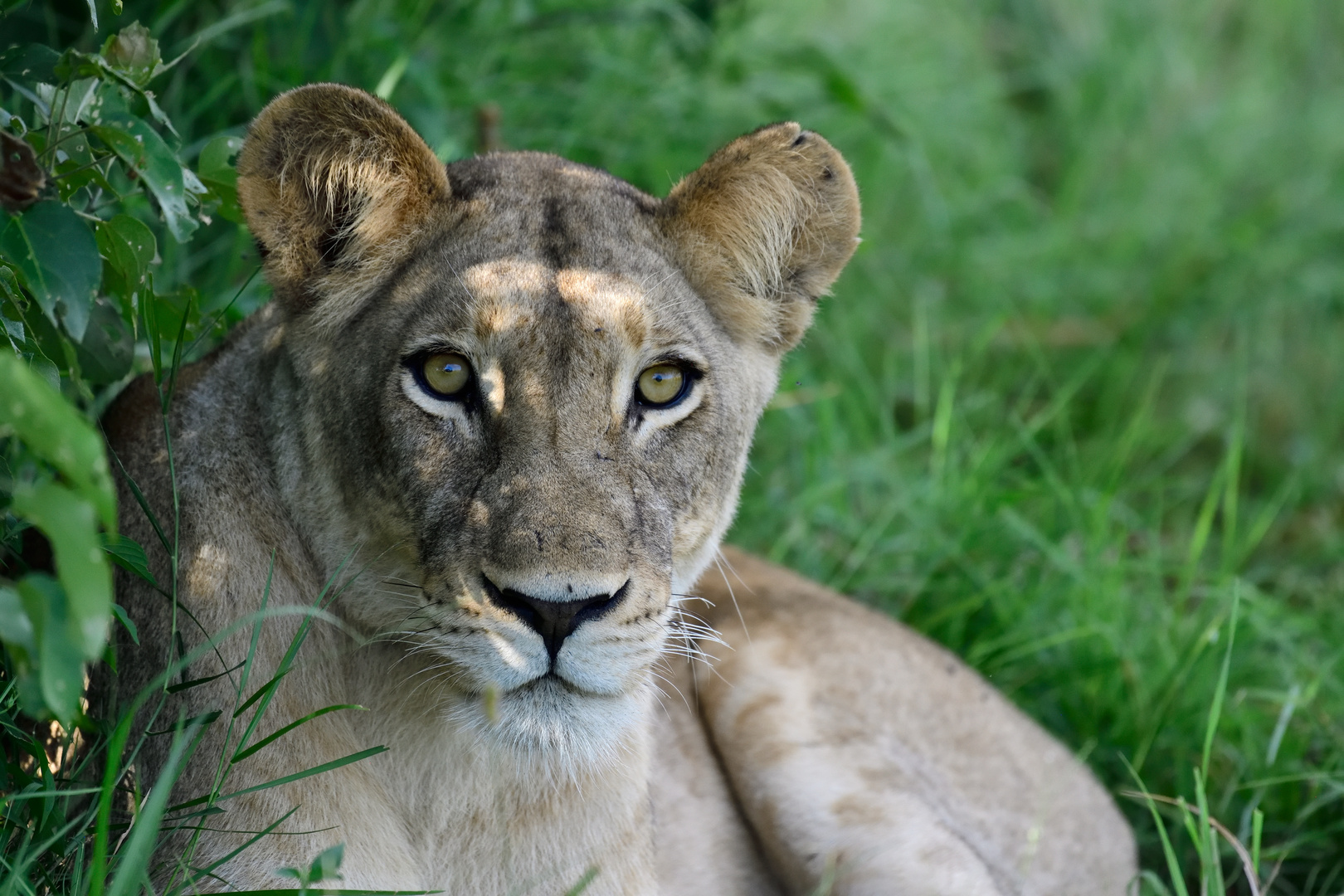 Another pretty lioness