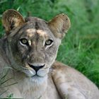 Another pretty lioness