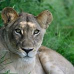 Another pretty lioness