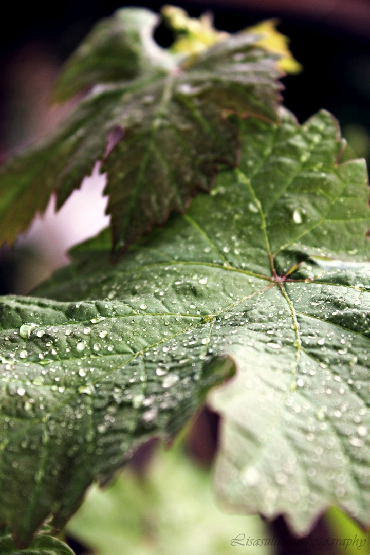 another rainy day